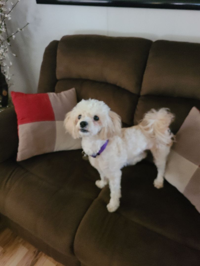 MIllie, Adoptable, Young Female Poodle & Bichon Frise.