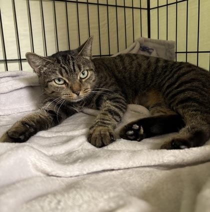 Charmander, Adoptable, Adult Female Domestic Short Hair.