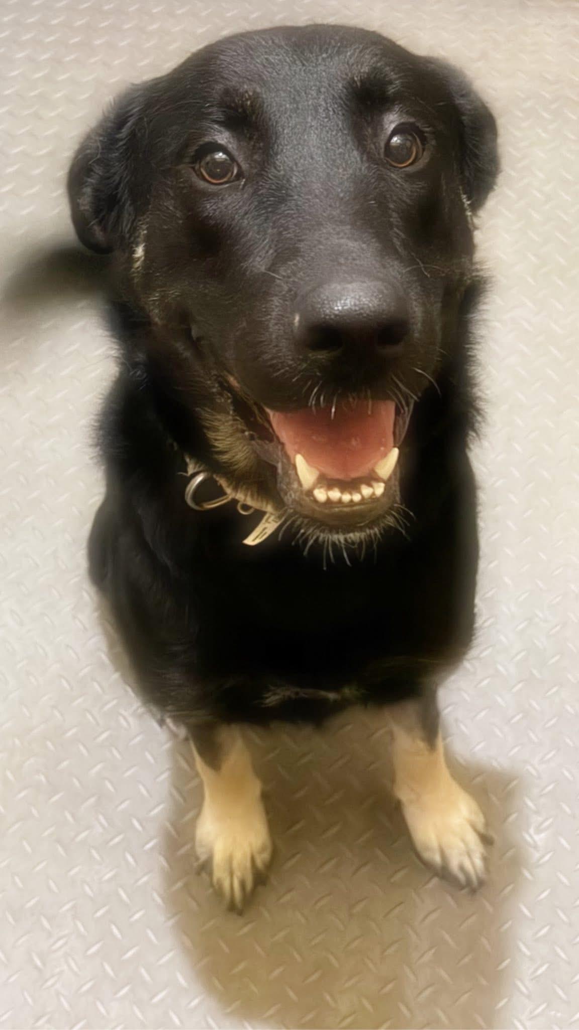Enlarge Nova, a ADOPTABLE mixed breed in Inez, TX image 3/3