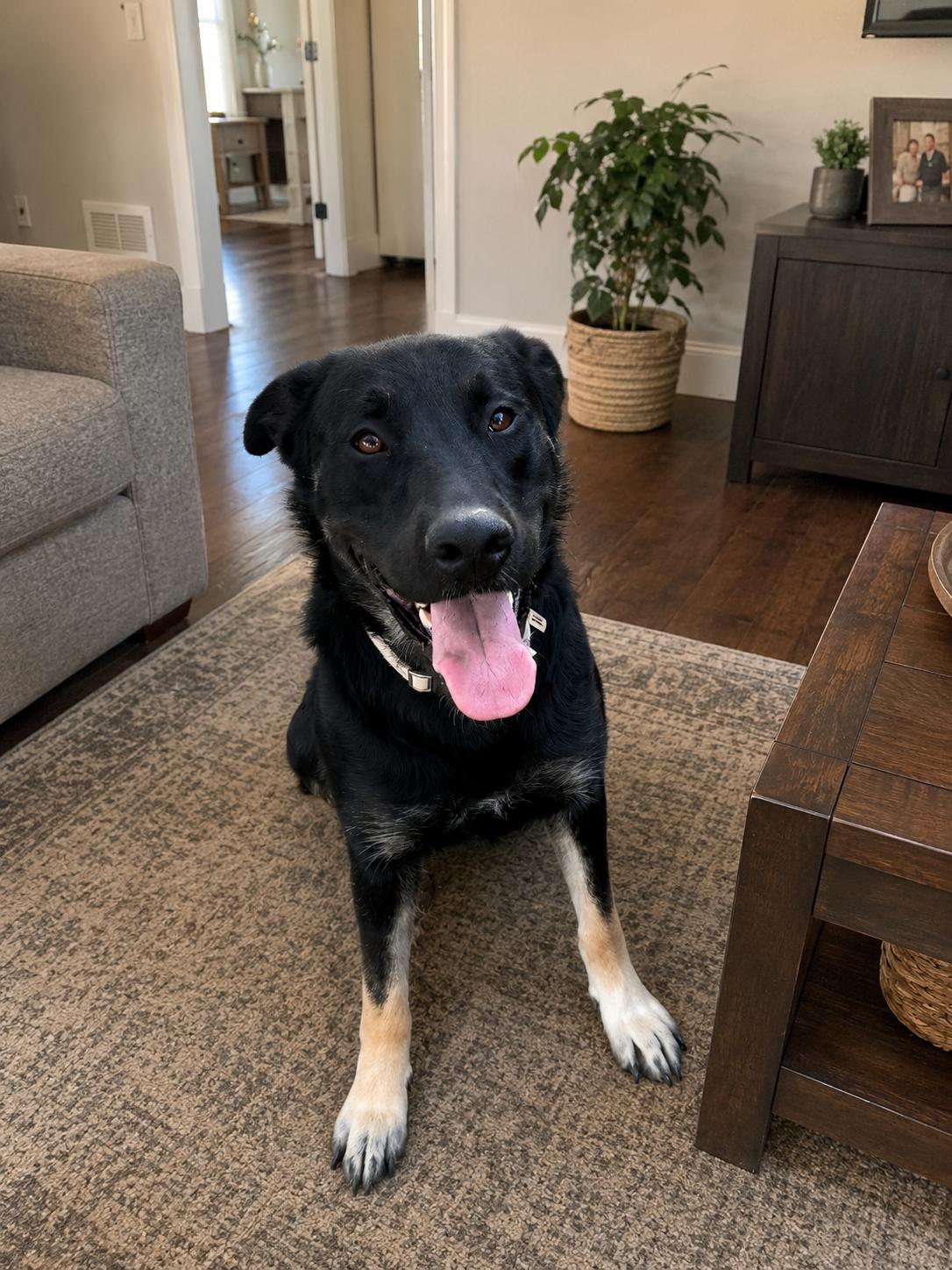 Enlarge Nova, a ADOPTABLE mixed breed in Inez, TX image 1/3
