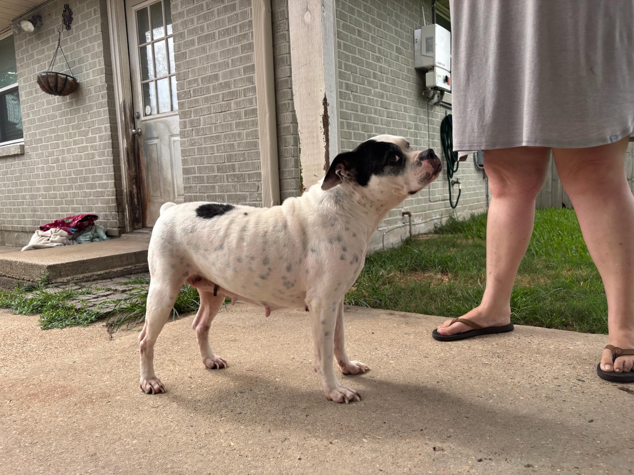 Enlarge Suzie, a Adoptable mixed breed in New Orleans, LA image 3/5