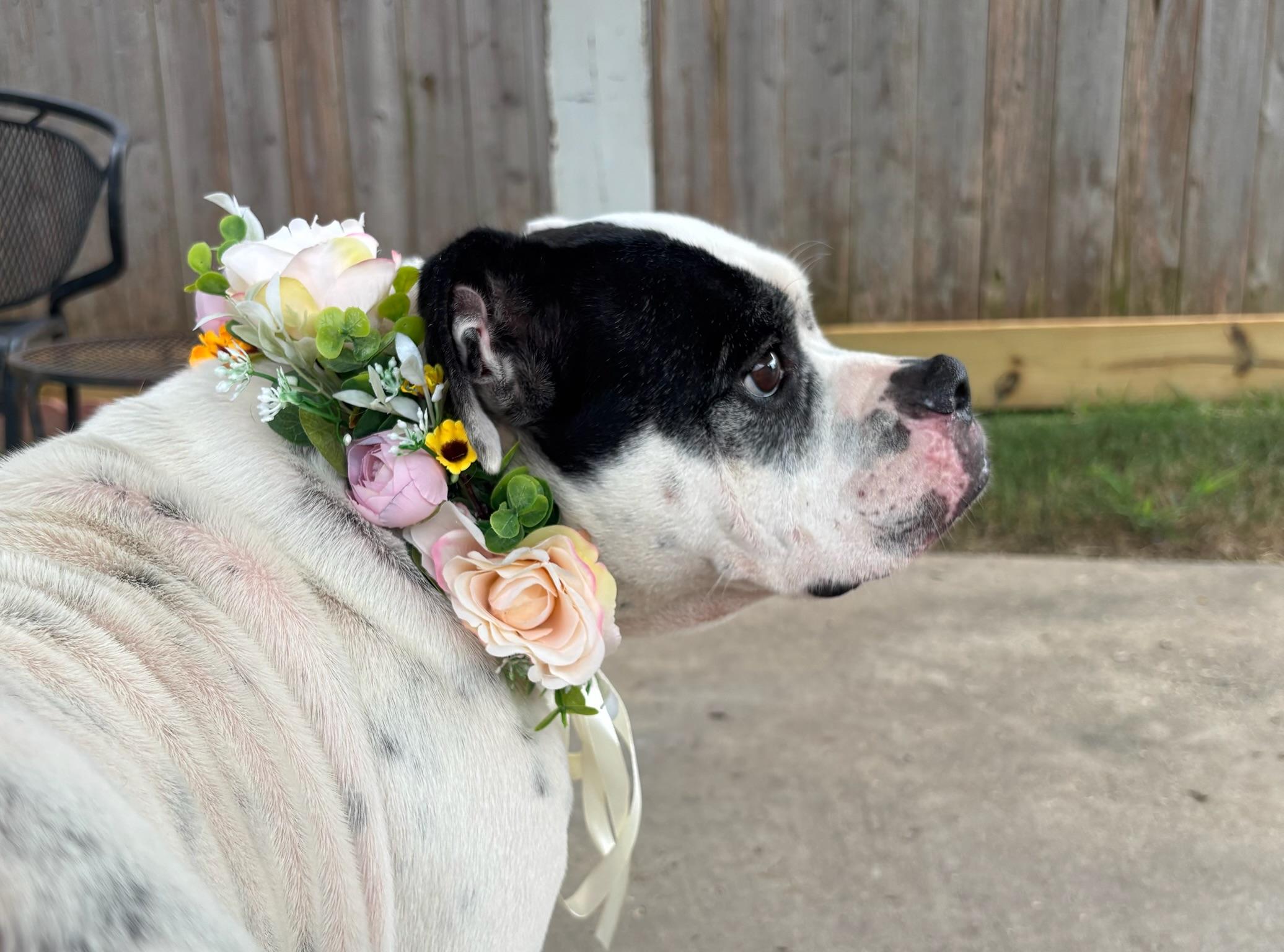 Suzie, Adoptable, Adult Female Bulldog.