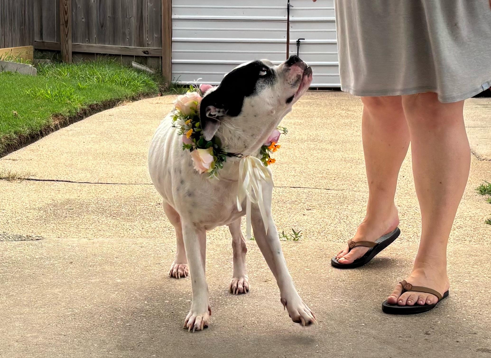 Enlarge Suzie, a Adoptable mixed breed in New Orleans, LA image 4/5