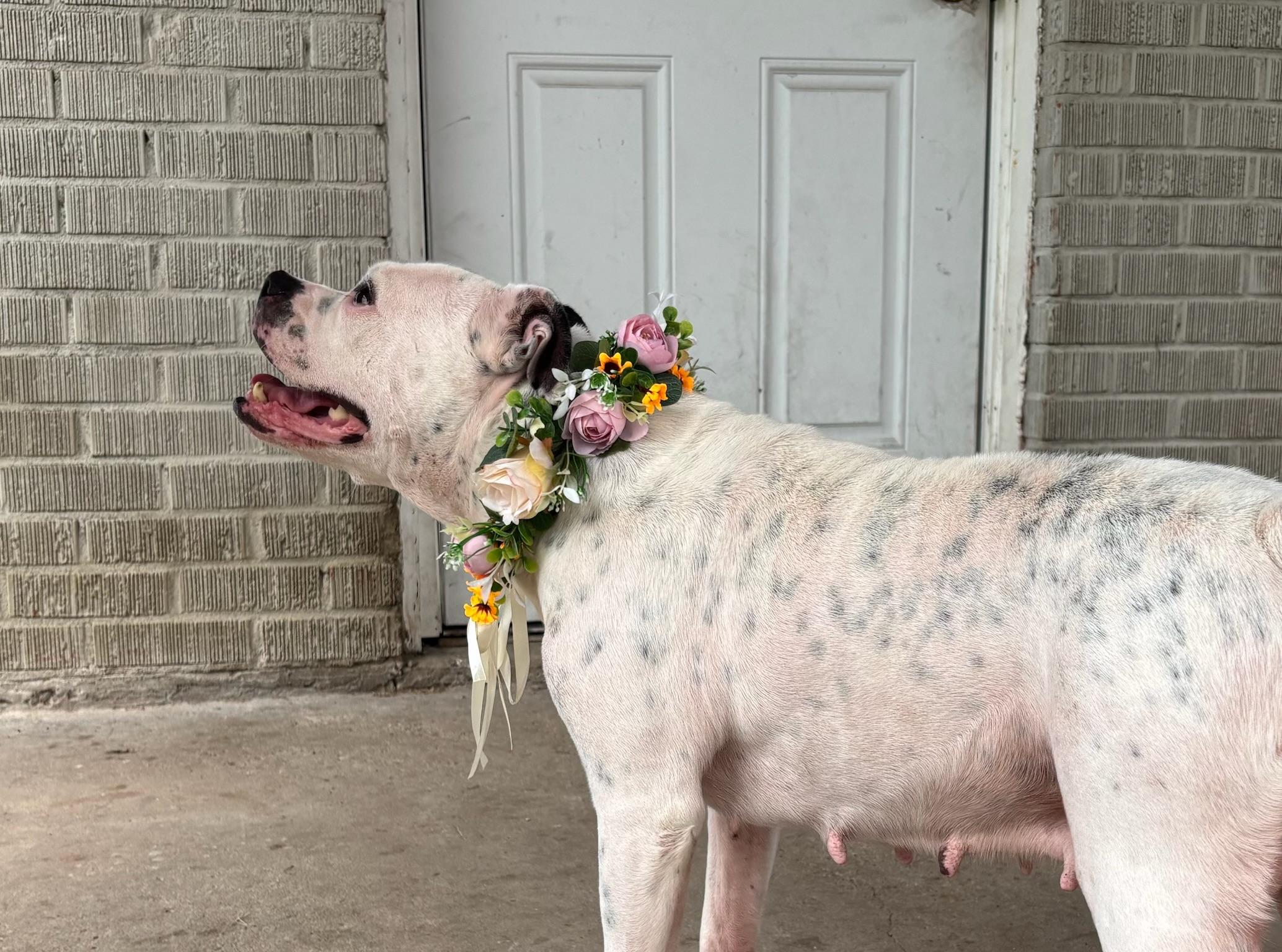 Enlarge Suzie, a Adoptable mixed breed in New Orleans, LA image 2/5