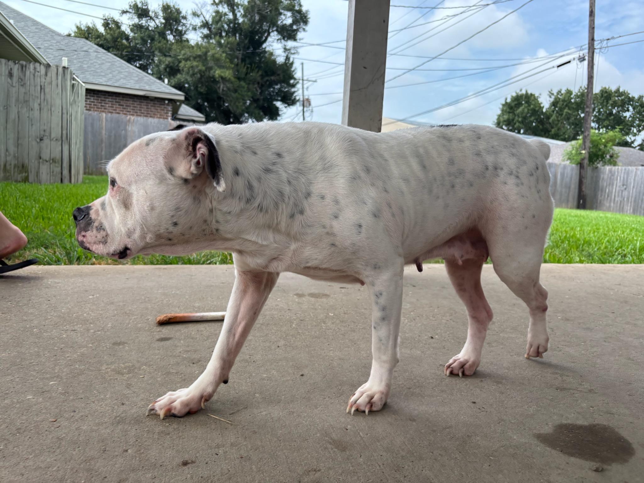 Enlarge Suzie, a Adoptable mixed breed in New Orleans, LA image 5/5