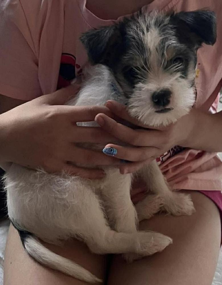 Alfie, Adoptable, Puppy Male Yorkshire Terrier & Chihuahua.