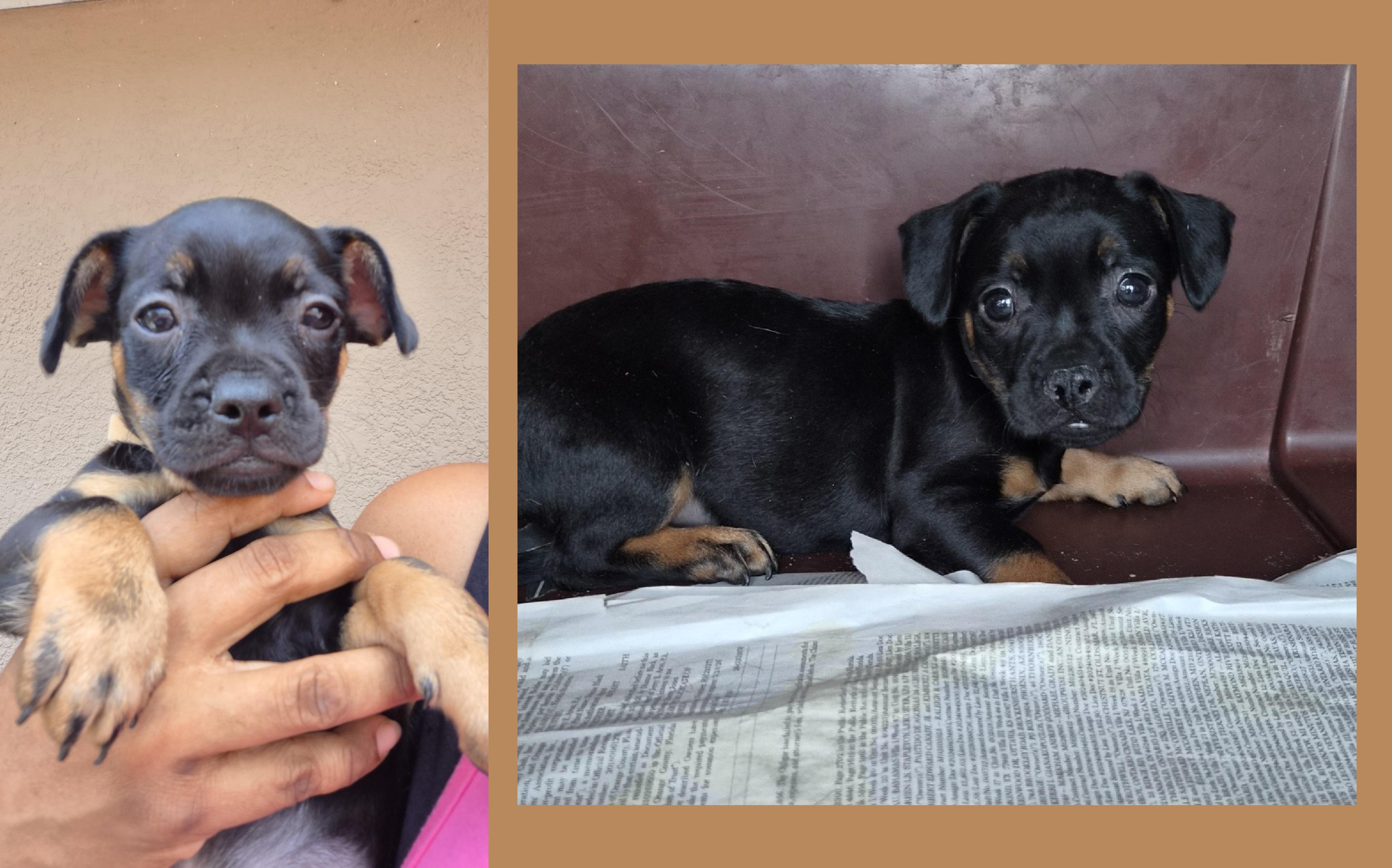 Enlarge Da Vinci, a Adopted mixed breed in Orlando, FL image 5/6