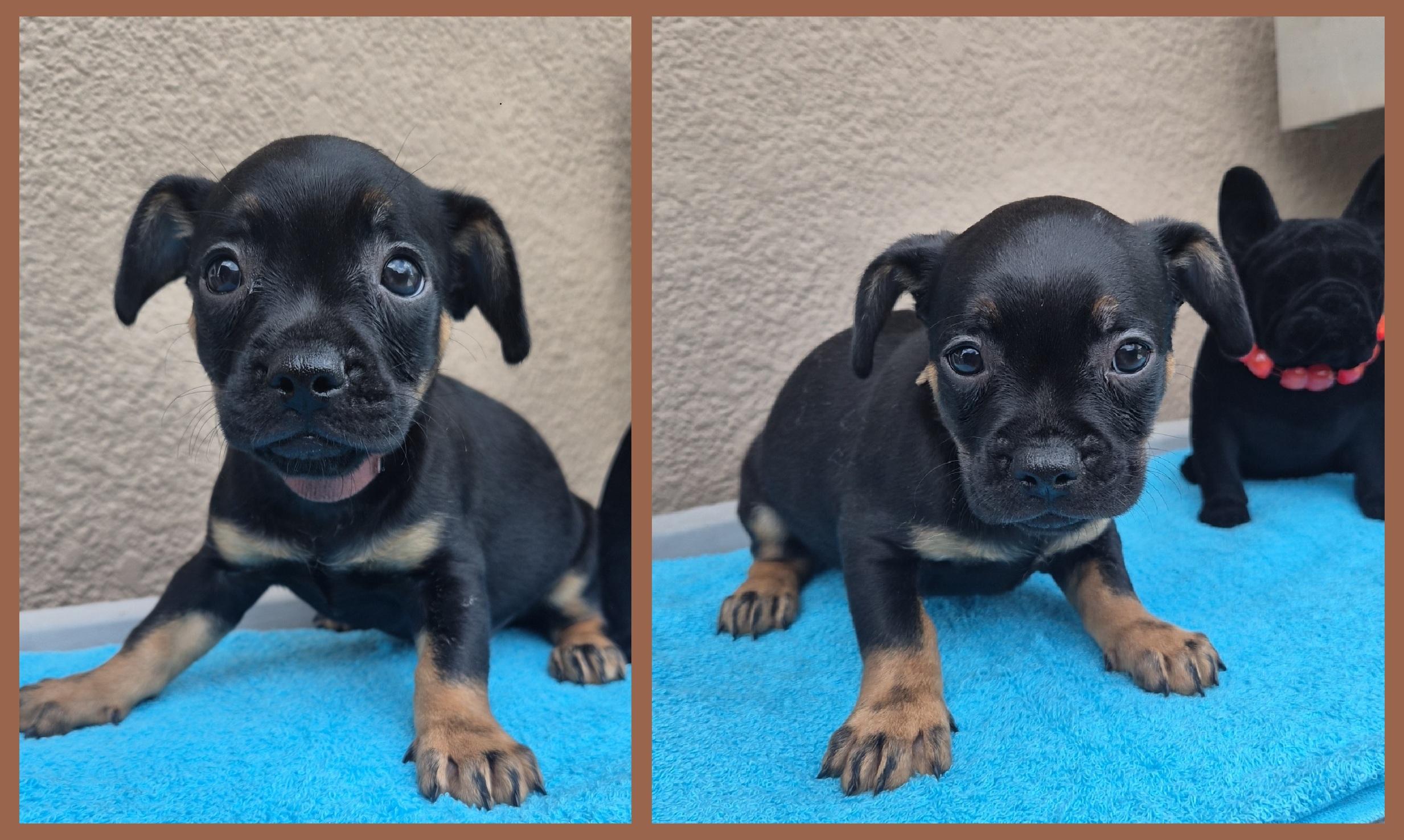 Enlarge Da Vinci, a Adopted mixed breed in Orlando, FL image 3/6