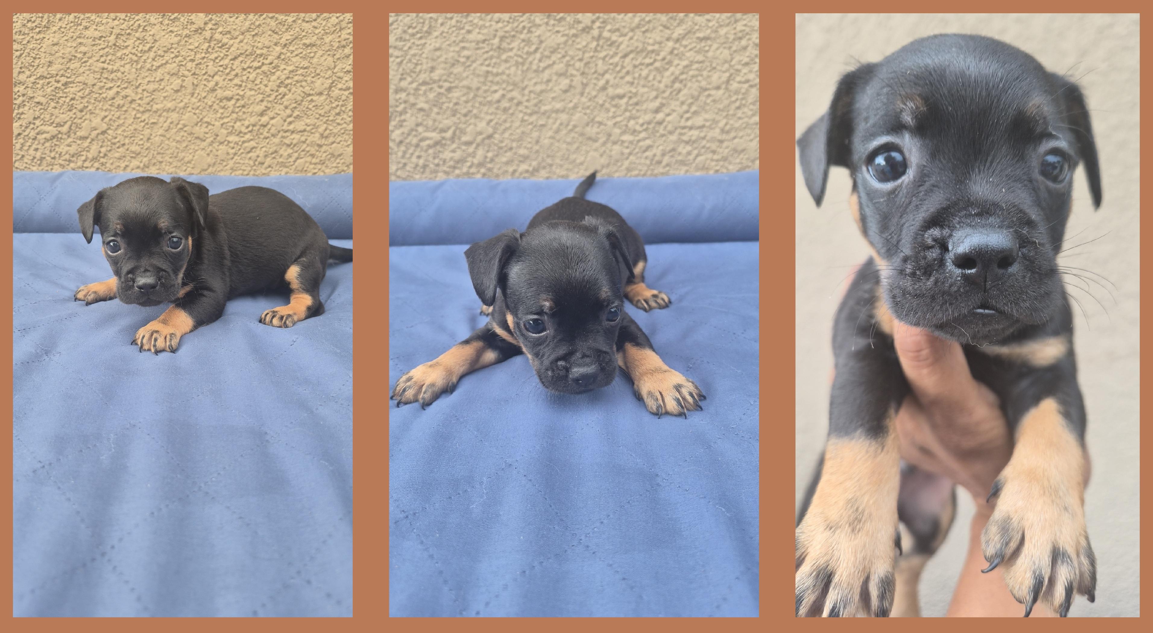 Enlarge Da Vinci, a Adopted mixed breed in Orlando, FL image 6/6