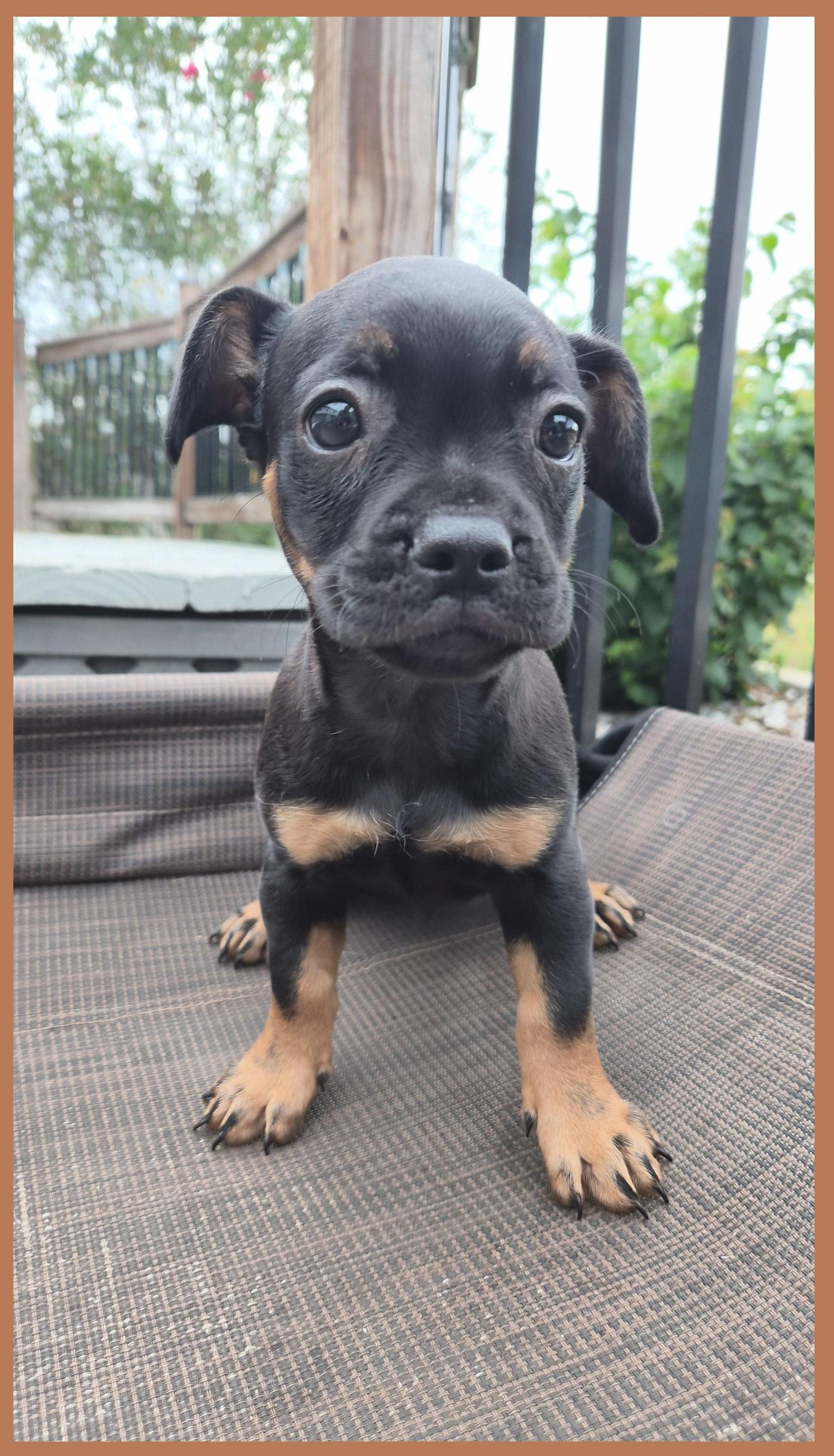 Enlarge Da Vinci, a Adopted mixed breed in Orlando, FL image 1/6