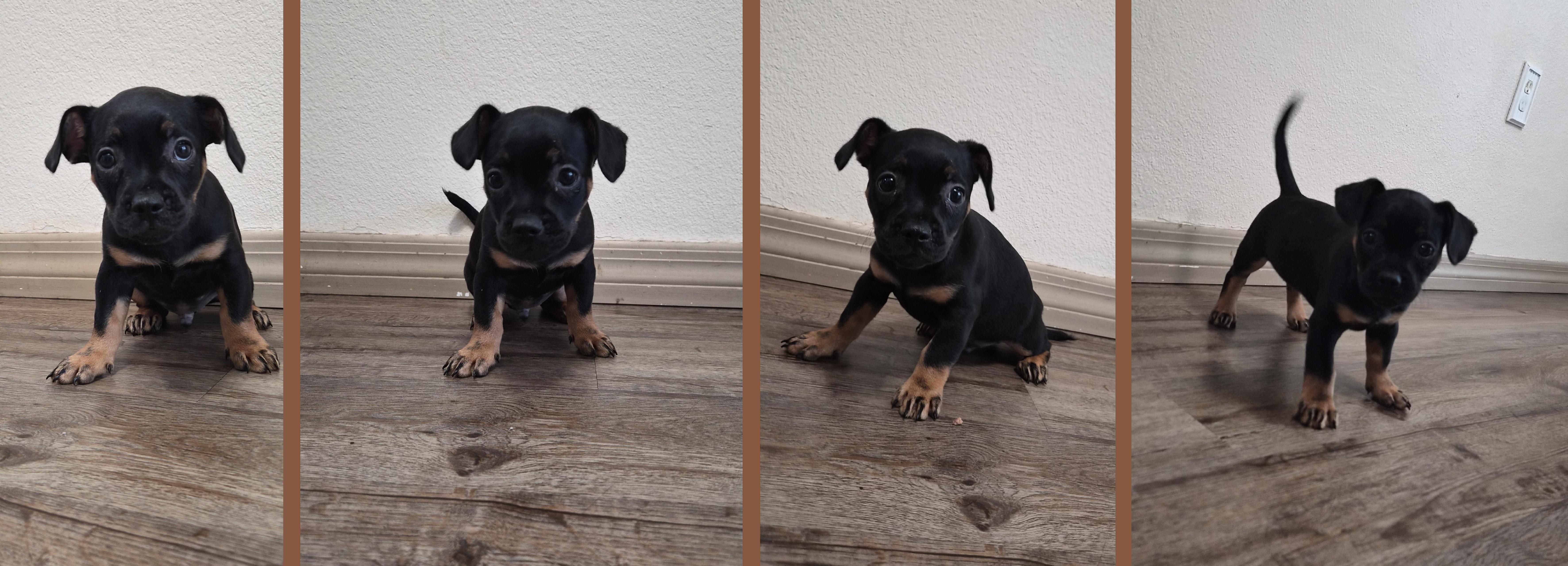 Enlarge Da Vinci, a Adopted mixed breed in Orlando, FL image 2/6