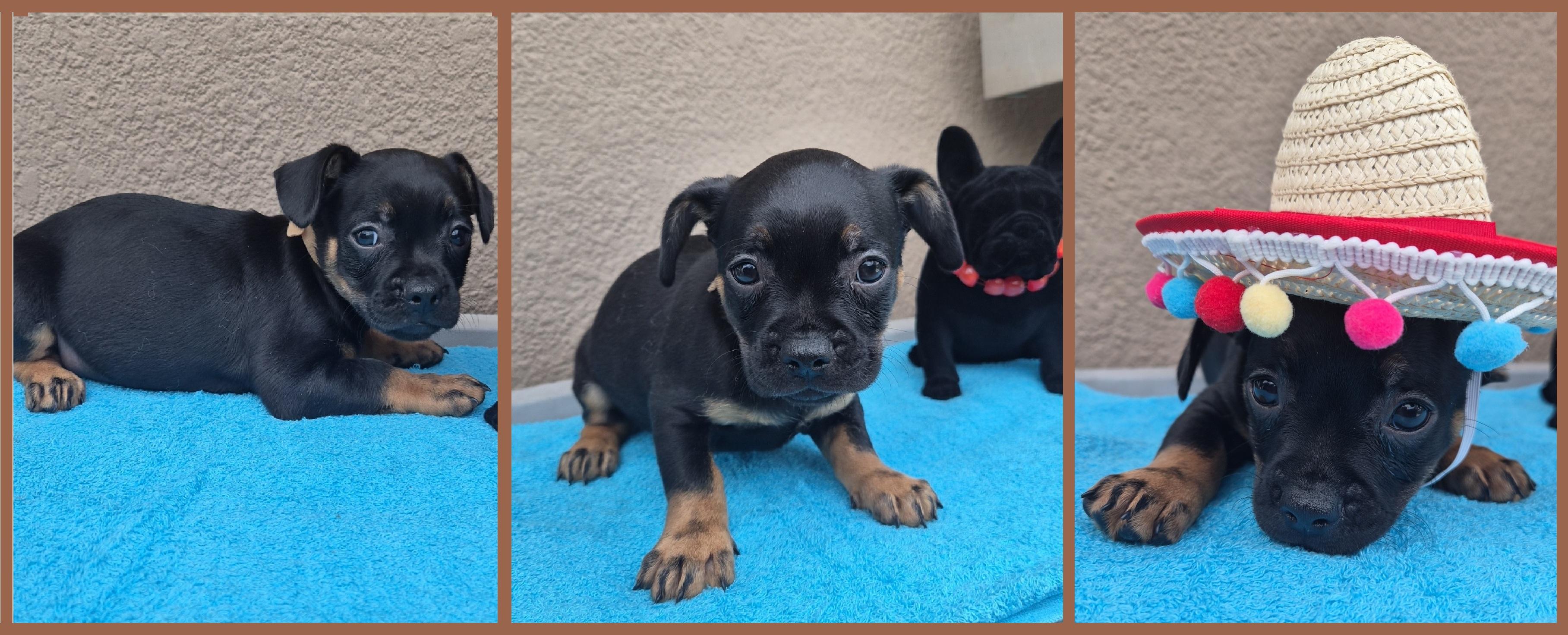 Enlarge Da Vinci, a Adopted mixed breed in Orlando, FL image 4/6