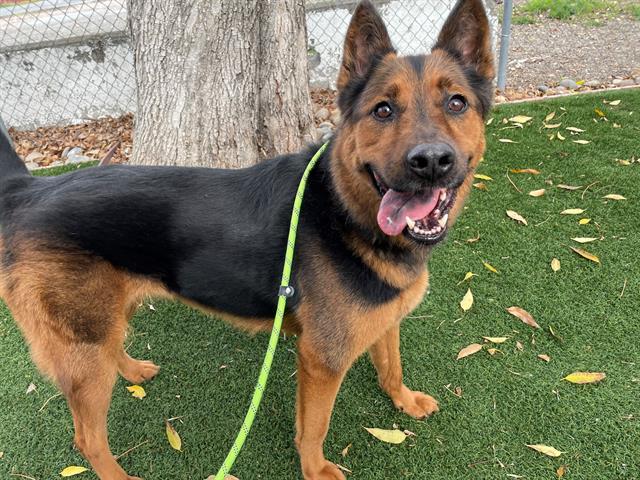SHA'DAE, Adoptable, Adult Female German Shepherd Dog.