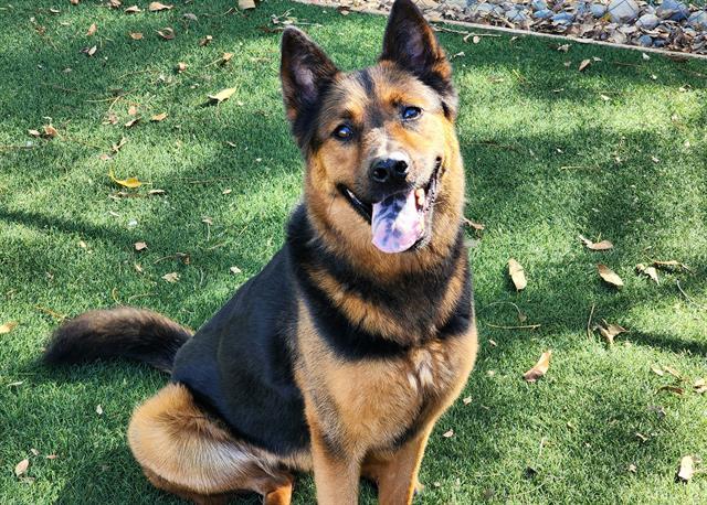 LOVEY, Adoptable, Adult Female German Shepherd Dog.