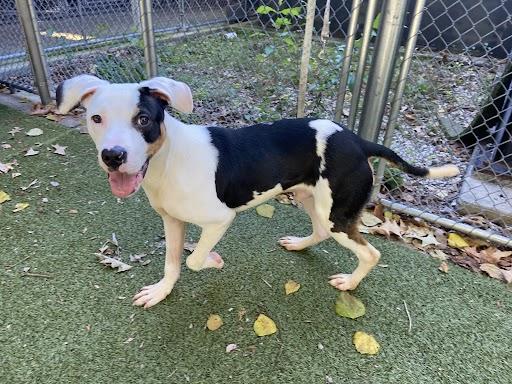 Marvin, Adopted, Young Male Terrier.