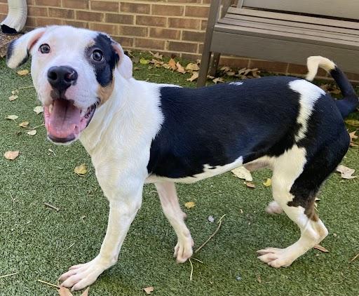 Enlarge Marvin, a Adopted mixed breed in Germantown, TN image 2/2