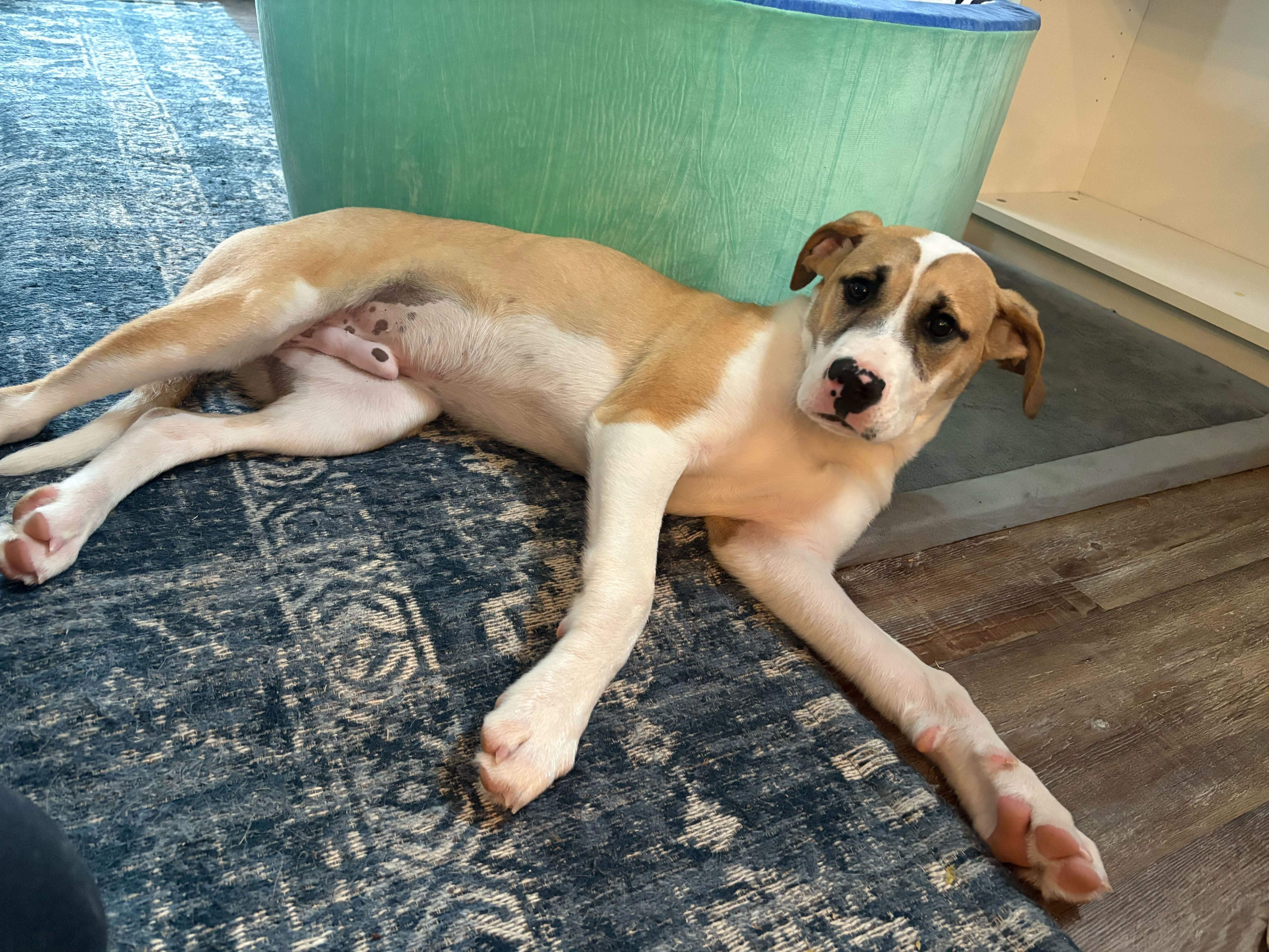 HURLEY , a ADOPTABLE mixed breed in Fuquay Varina, NC image 4/6