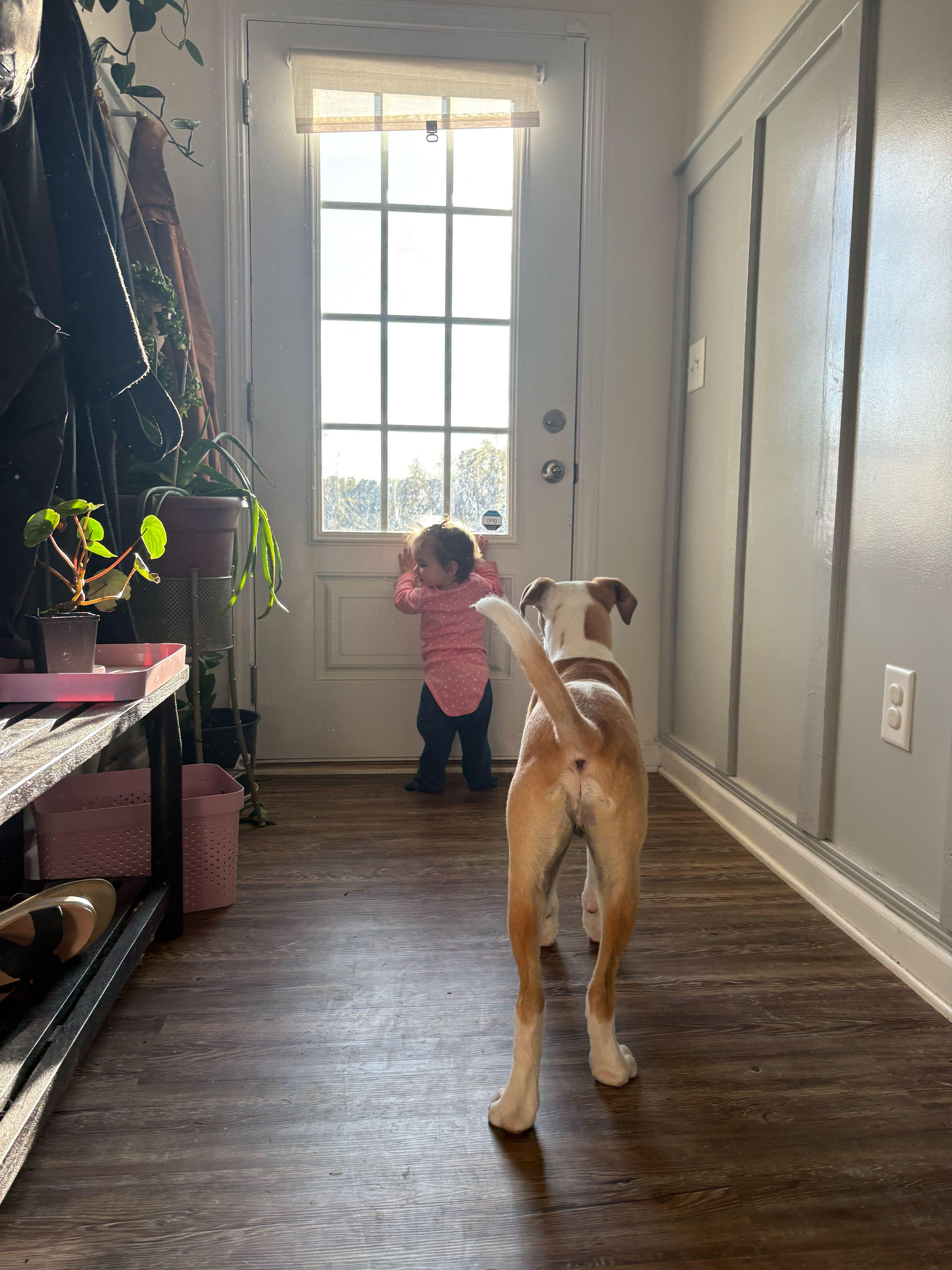 HURLEY , a ADOPTABLE mixed breed in Fuquay Varina, NC image 5/6