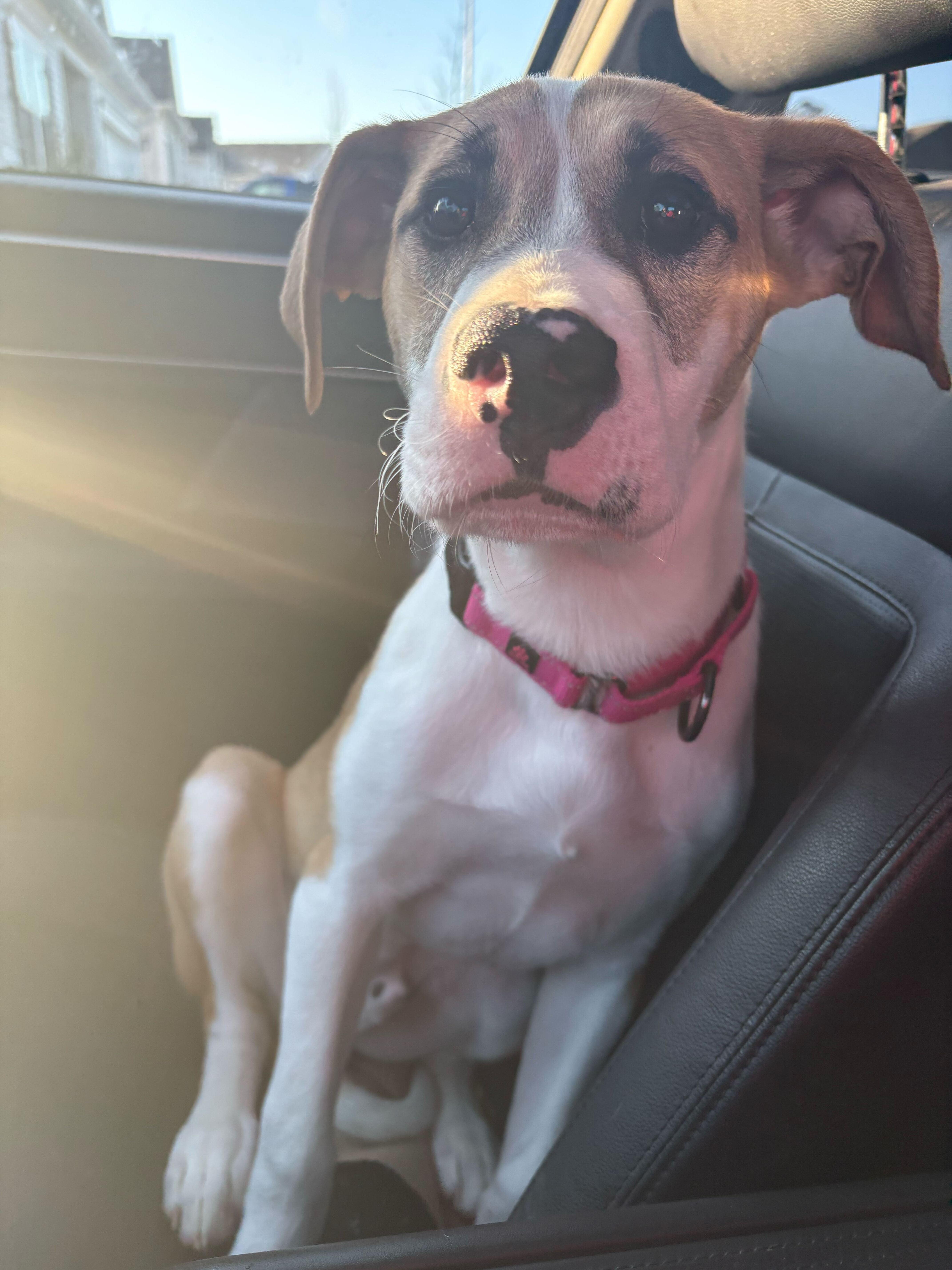 HURLEY , a ADOPTABLE mixed breed in Fuquay Varina, NC image 2/6