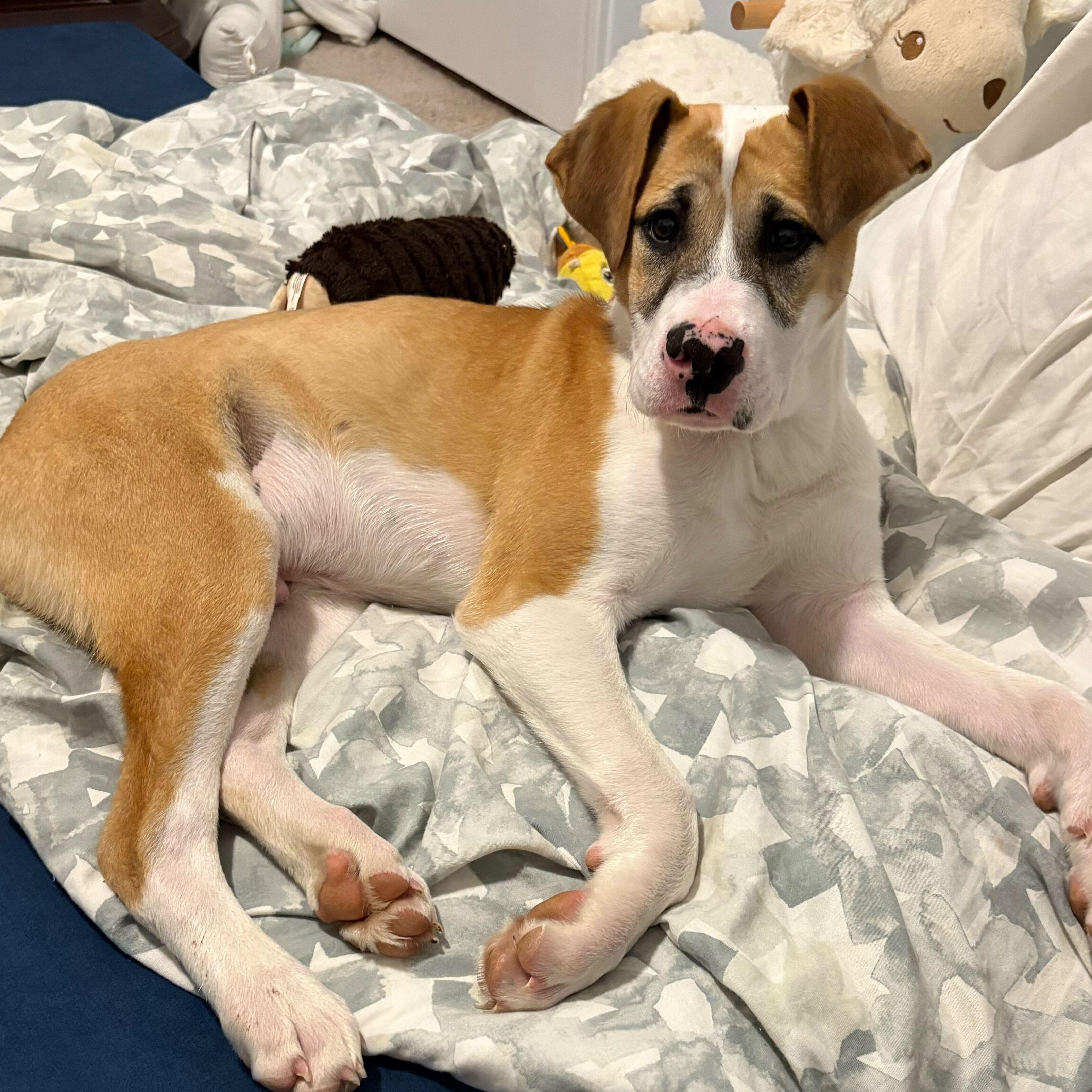 HURLEY , a ADOPTABLE mixed breed in Fuquay Varina, NC image 3/6