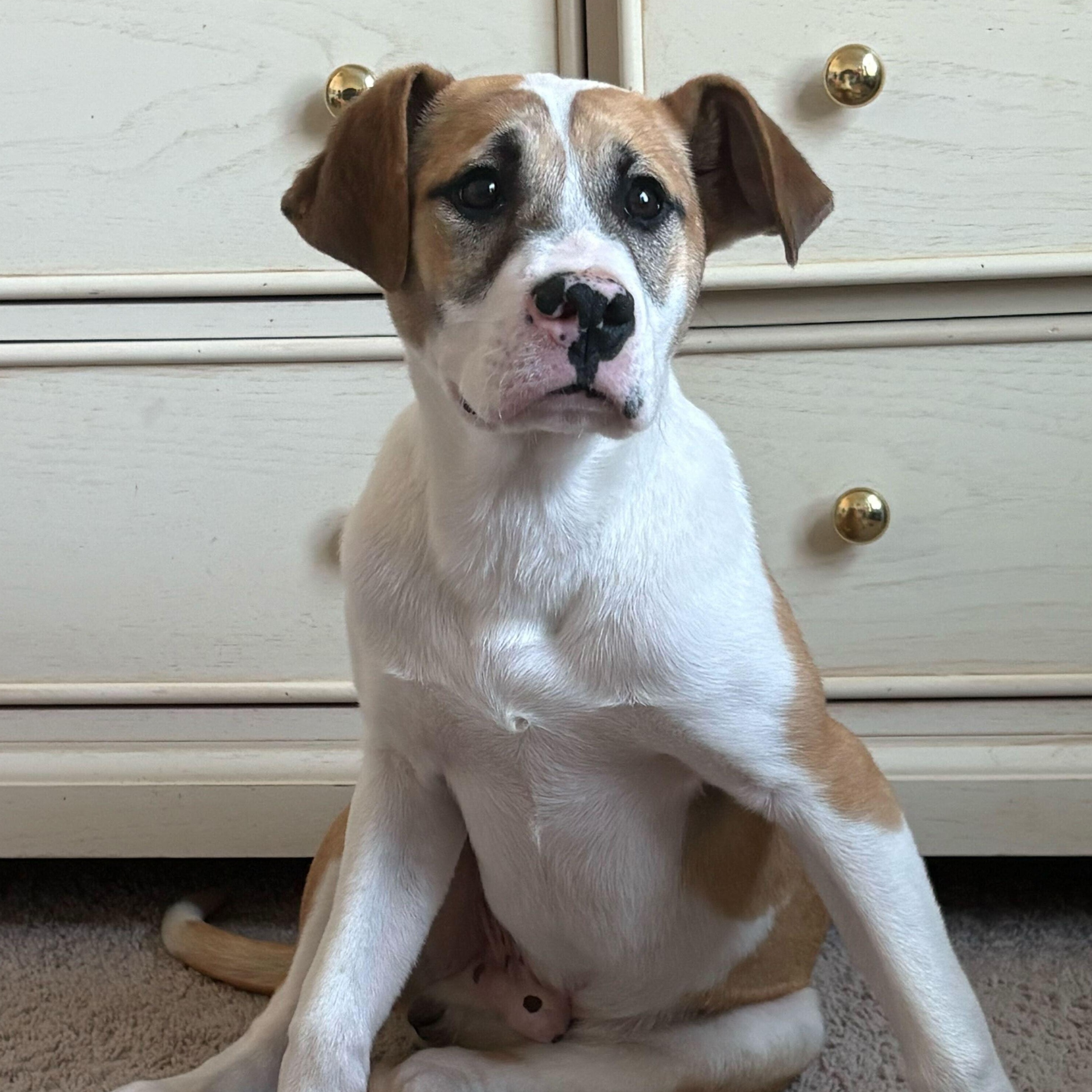 HURLEY , a ADOPTABLE mixed breed in Fuquay Varina, NC image 1/6