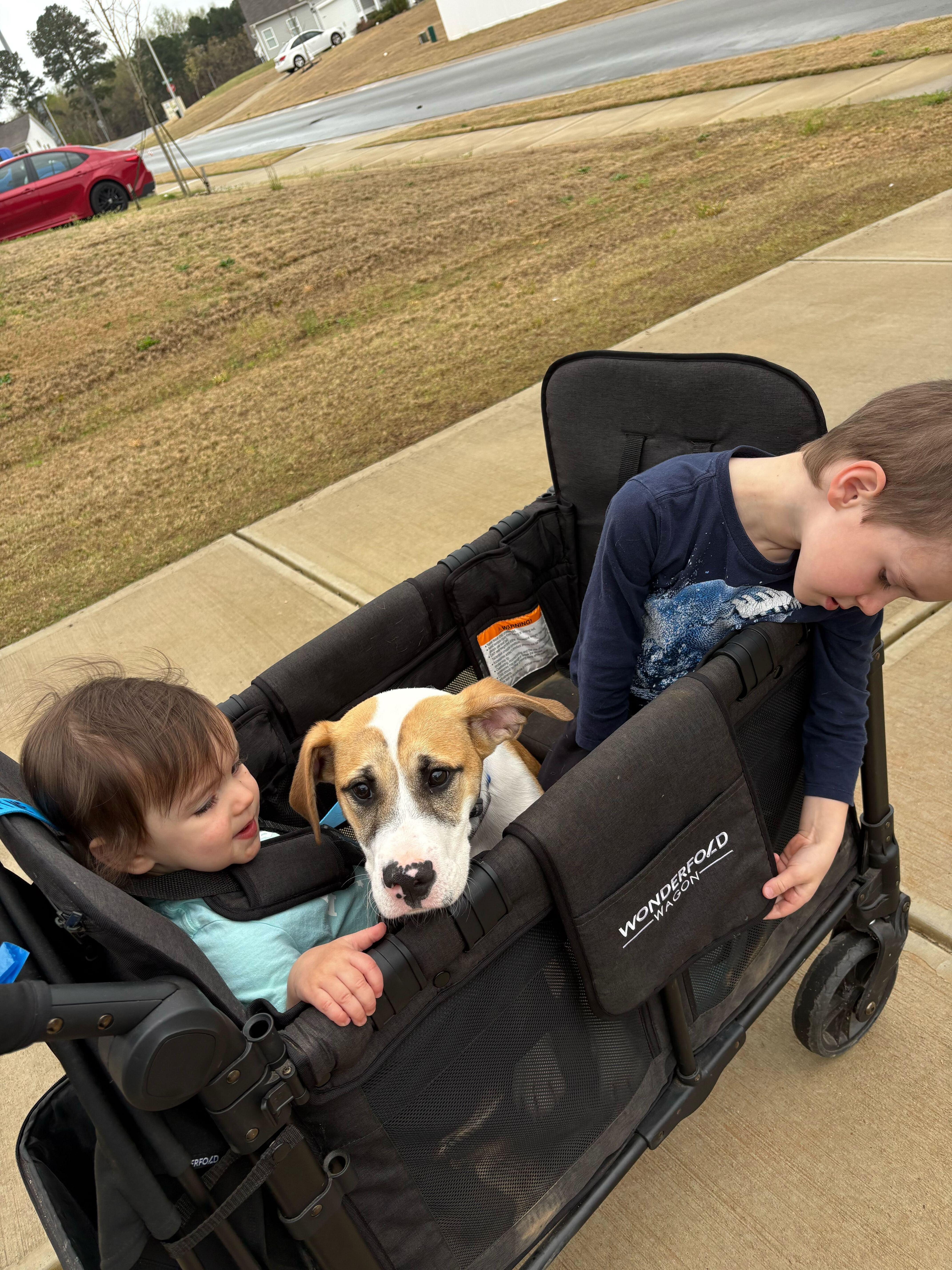 HURLEY , a ADOPTABLE mixed breed in Fuquay Varina, NC image 6/6