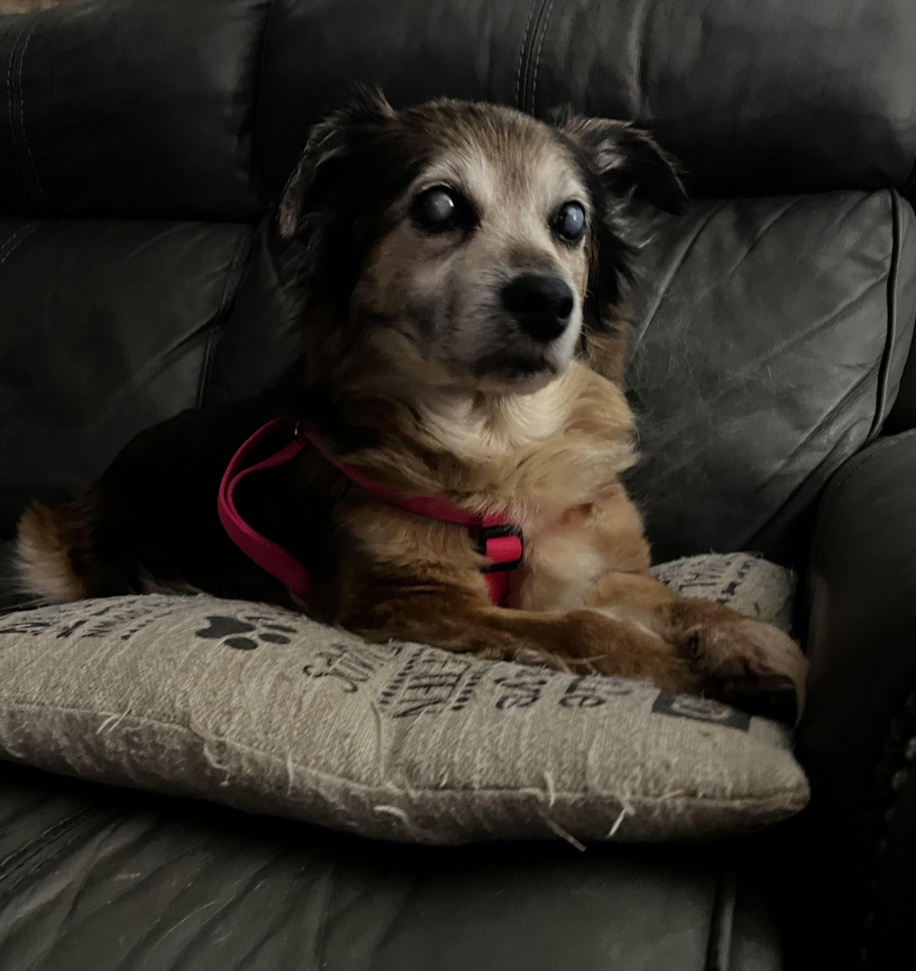 Daisy Lynn, ADOPTABLE, Senior Female Terrier.