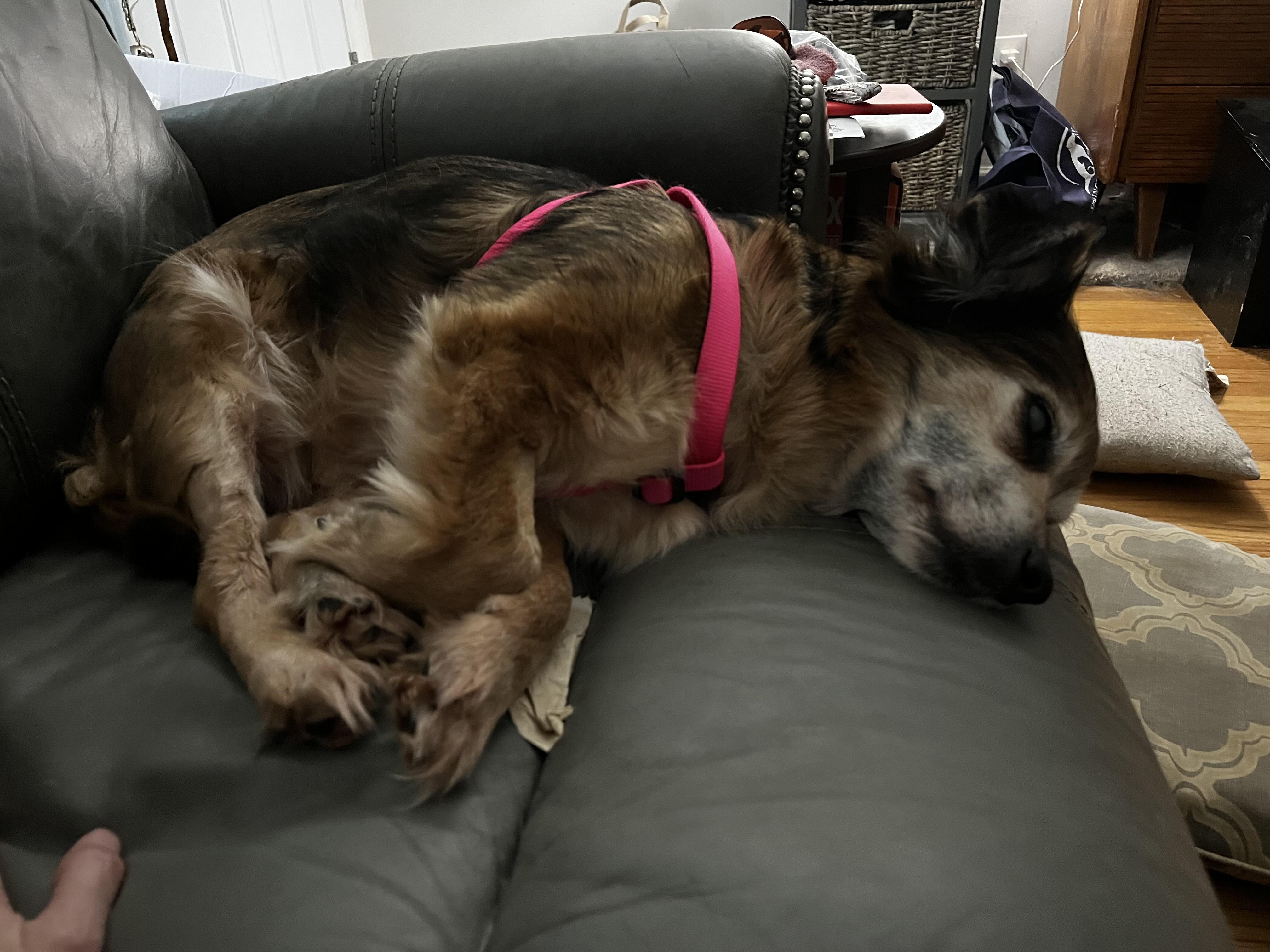 Enlarge Daisy Lynn, a ADOPTABLE mixed breed in Wilmington, DE image 3/6