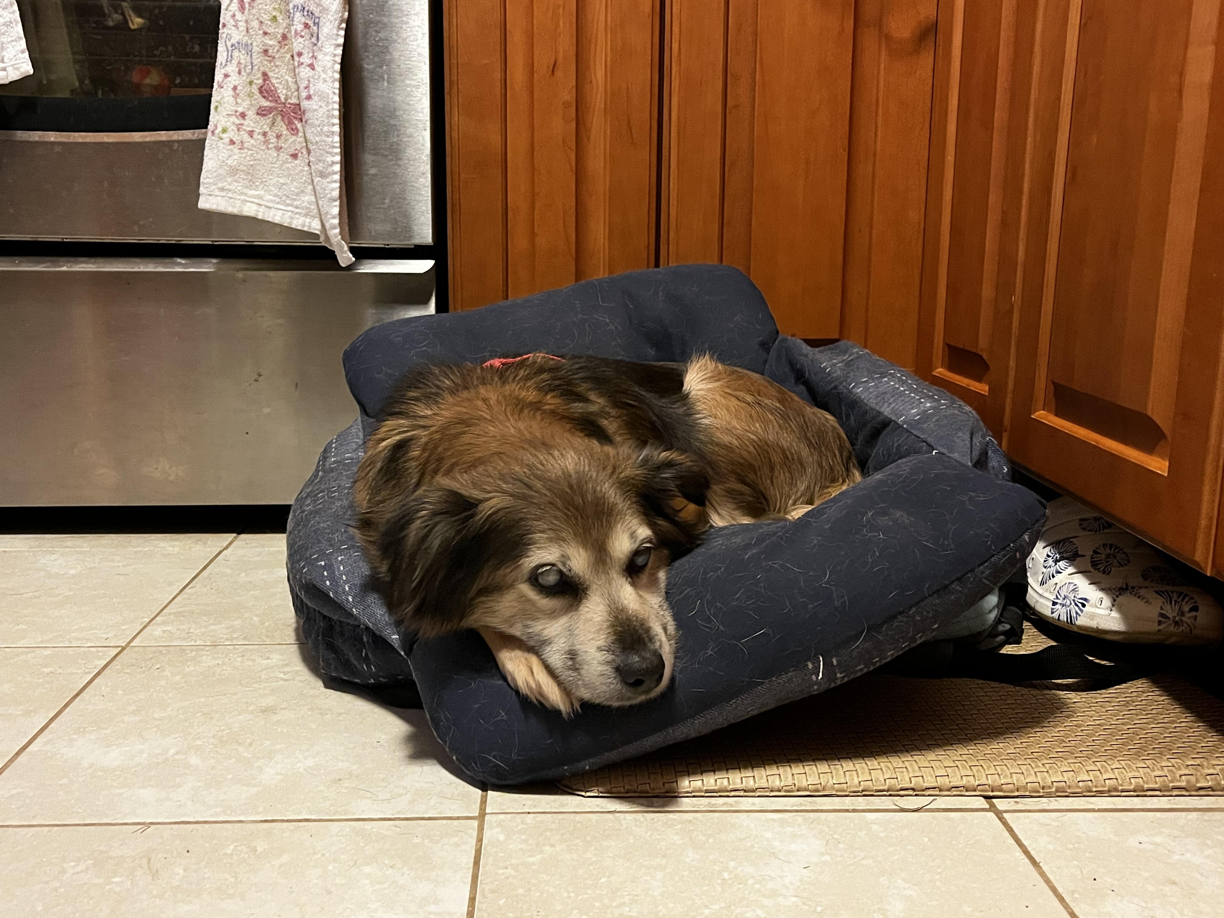Enlarge Daisy Lynn, a ADOPTABLE mixed breed in Wilmington, DE image 4/6