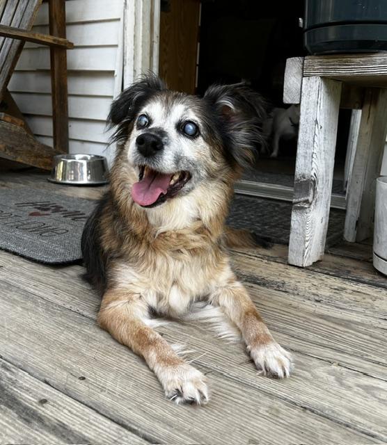 Daisy Lynn, Adoptable, Senior Female Terrier.