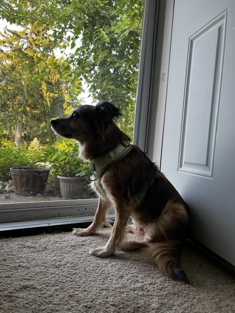 Enlarge Daisy Lynn, a Adoptable mixed breed in Wilmington, DE image 4/6