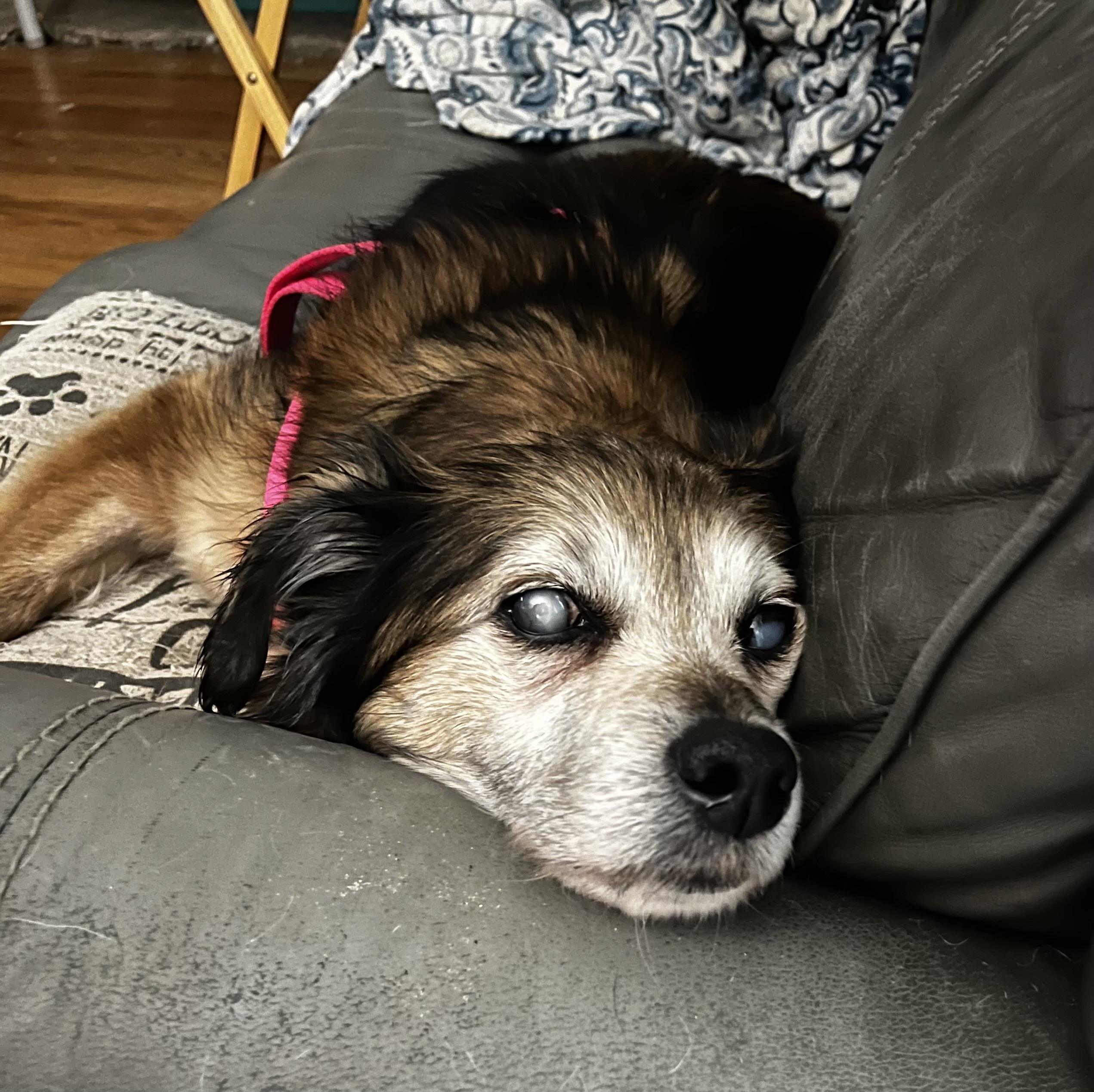 Enlarge Daisy Lynn, a ADOPTABLE mixed breed in Wilmington, DE image 6/6