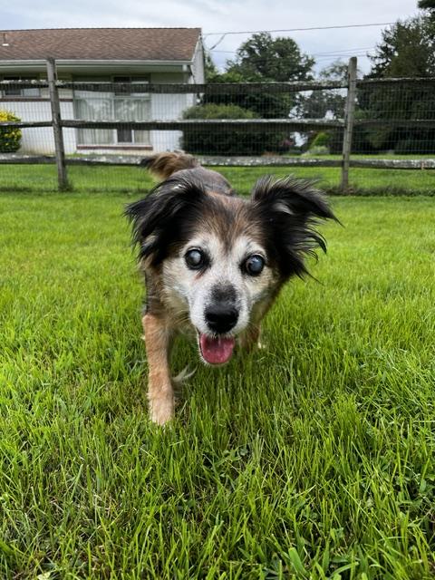 Enlarge Daisy Lynn, a Adoptable mixed breed in Wilmington, DE image 3/6