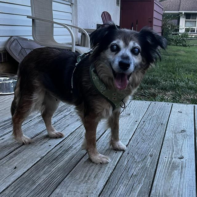 Enlarge Daisy Lynn, a Adoptable mixed breed in Wilmington, DE image 5/6
