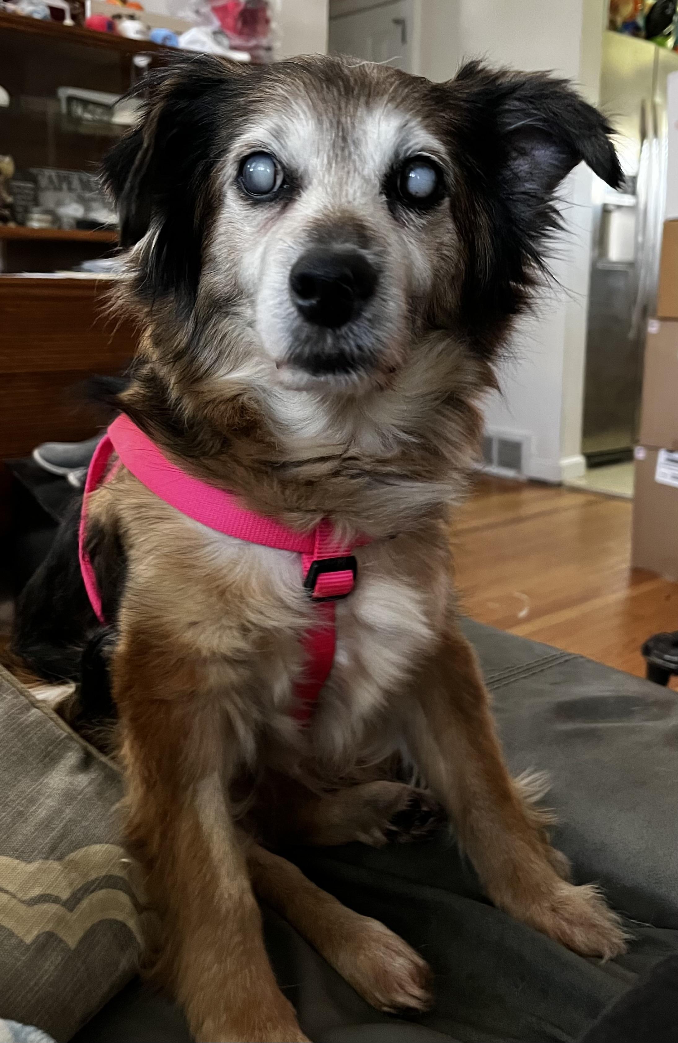 Enlarge Daisy Lynn, a ADOPTABLE mixed breed in Wilmington, DE image 5/6