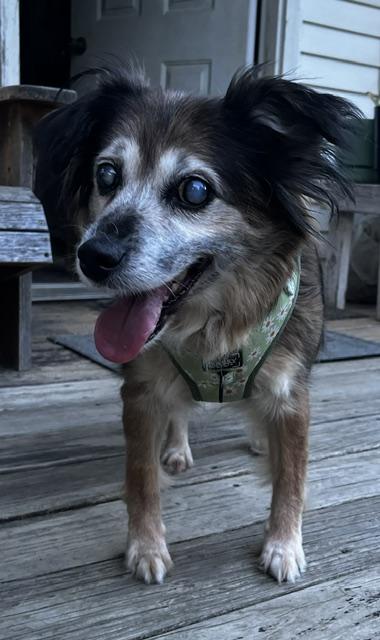 Enlarge Daisy Lynn, a Adoptable mixed breed in Wilmington, DE image 6/6