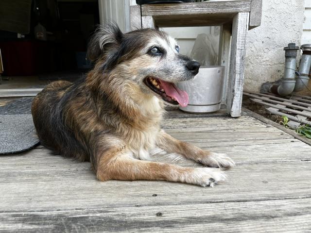 Enlarge Daisy Lynn, a Adoptable mixed breed in Wilmington, DE image 2/6