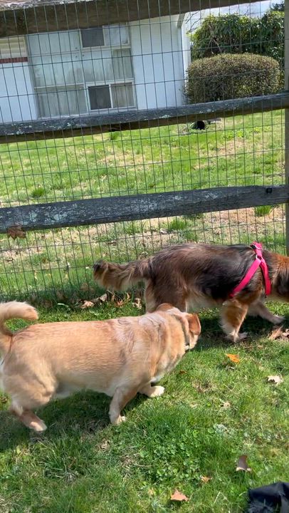 Enlarge Daisy Lynn, a ADOPTABLE mixed breed in Wilmington, DE video 2/6
