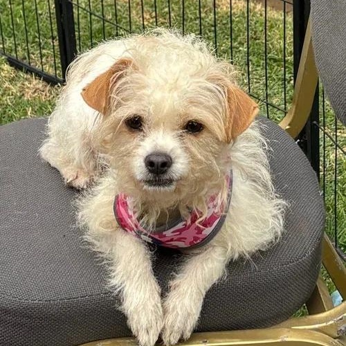 Enlarge Beba , an adopted mixed breed in Abbotsford, BC image 3/5