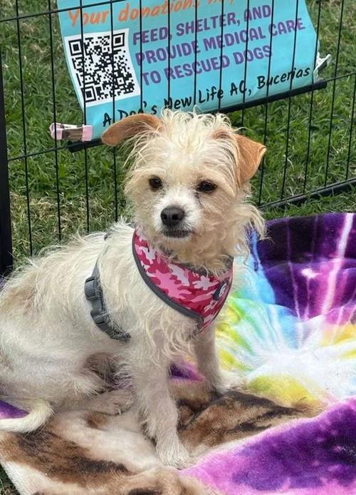 Enlarge Beba , an adopted mixed breed in Abbotsford, BC image 2/5