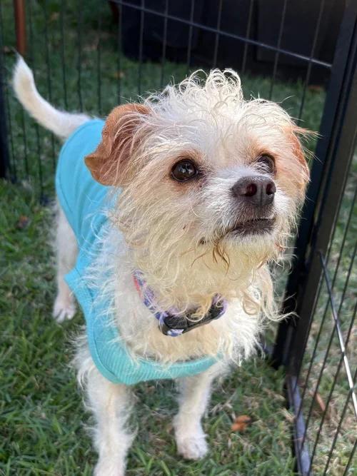 Beba , adopted, Young Female Mixed Breed & Miniature Poodle.