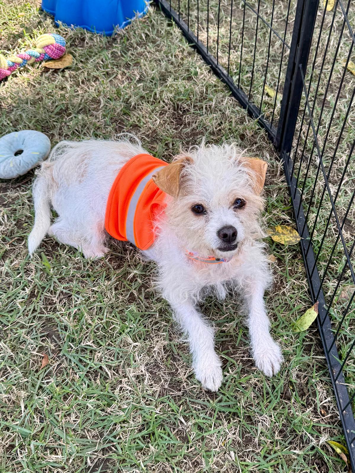 Enlarge Beba , an adopted mixed breed in Abbotsford, BC image 5/5