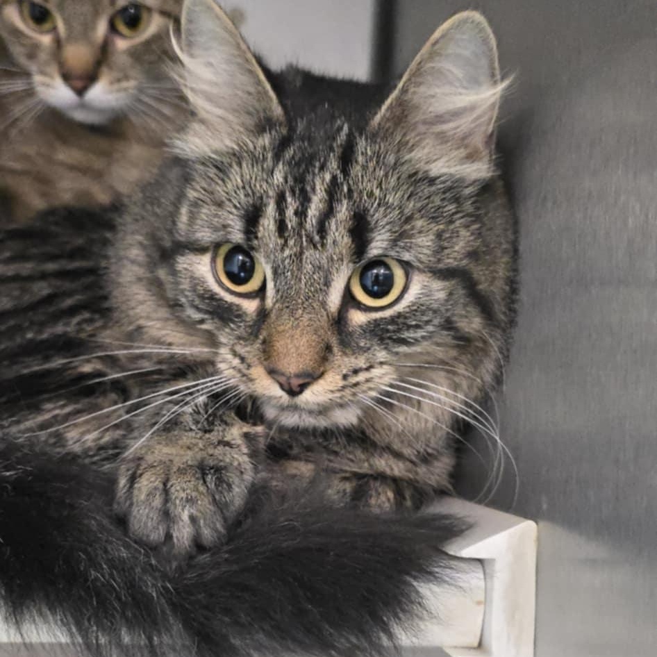 Dixie, Adoptable, Adult Female Domestic Medium Hair.