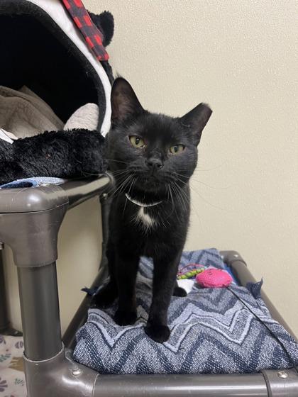 Enlarge Pretty Girl, a Adoptable mixed breed in Maumee, OH image 2/2