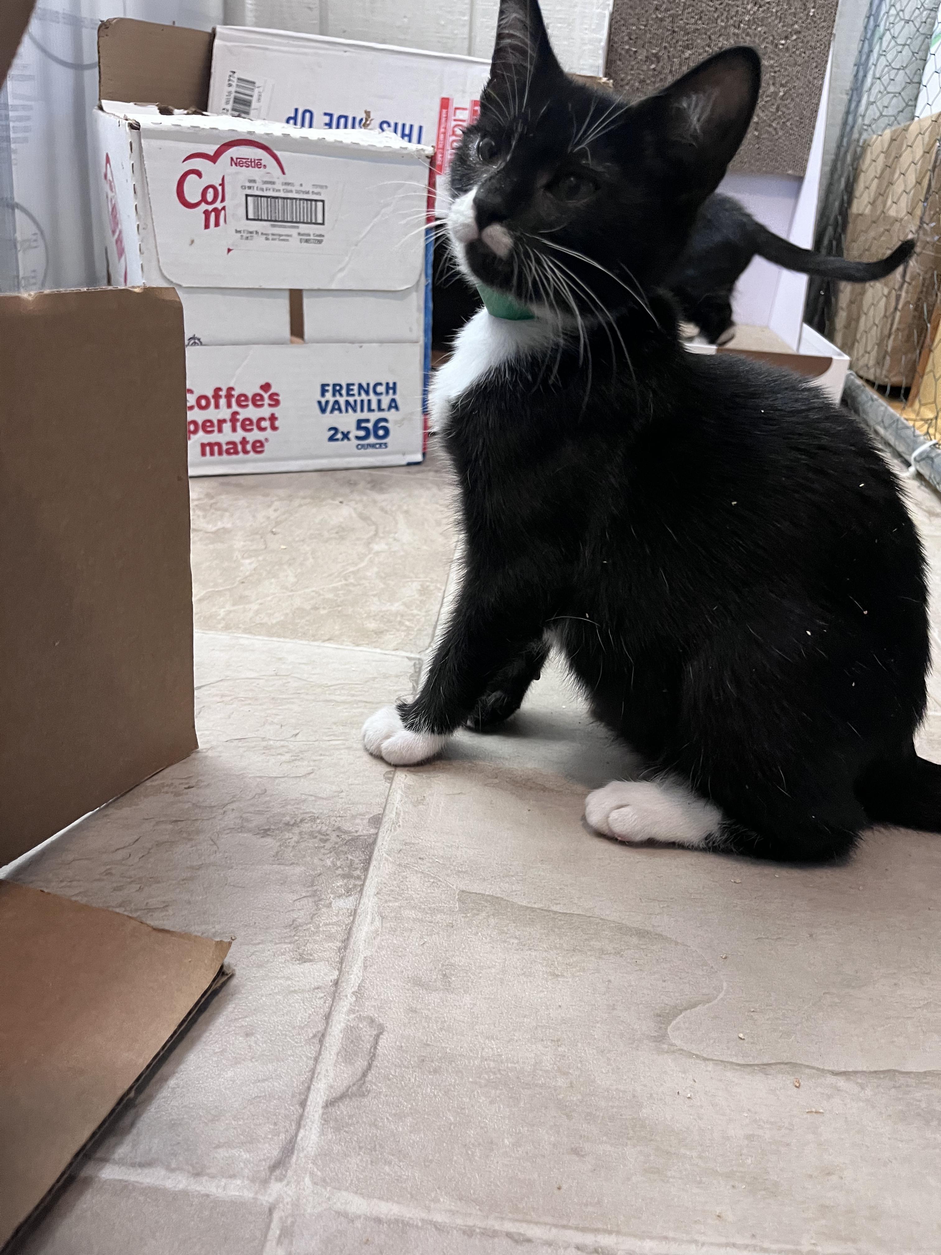 Enlarge Terry, a Adoptable Domestic Short Hair in Eugene, OR image 2/4