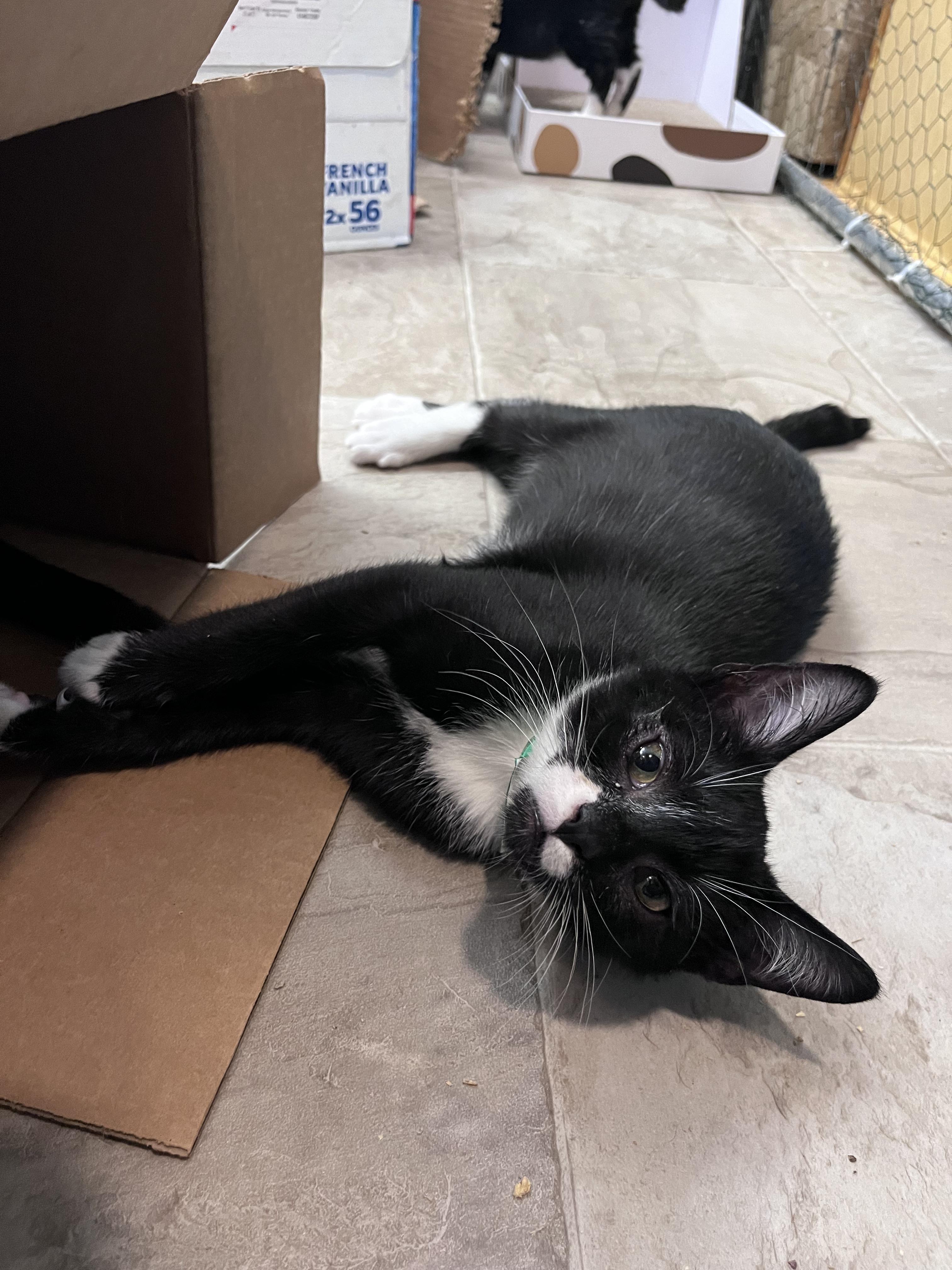 Terry, Adoptable, Kitten Male Domestic Short Hair.
