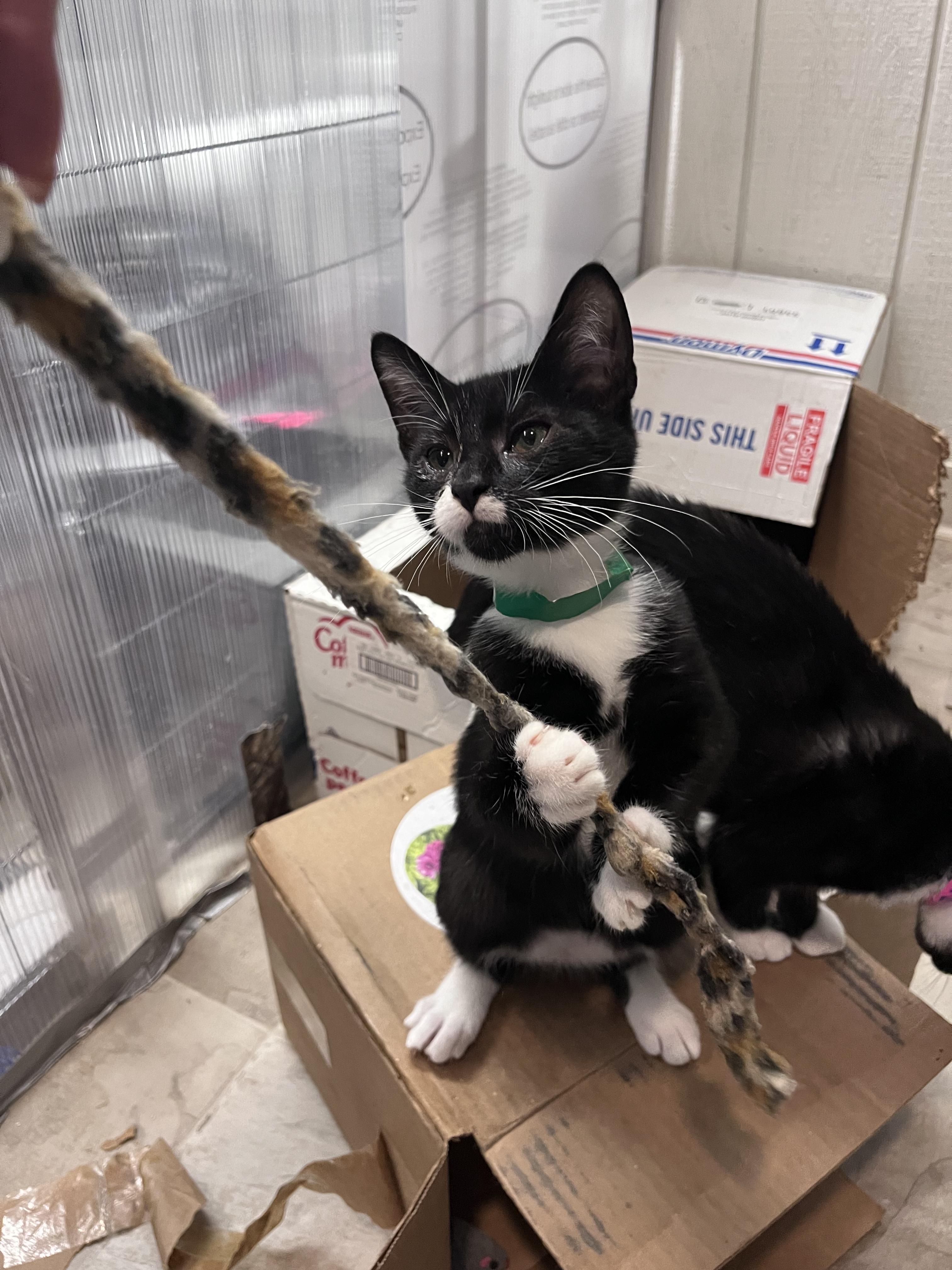 Enlarge Terry, a Adoptable Domestic Short Hair in Eugene, OR image 4/4