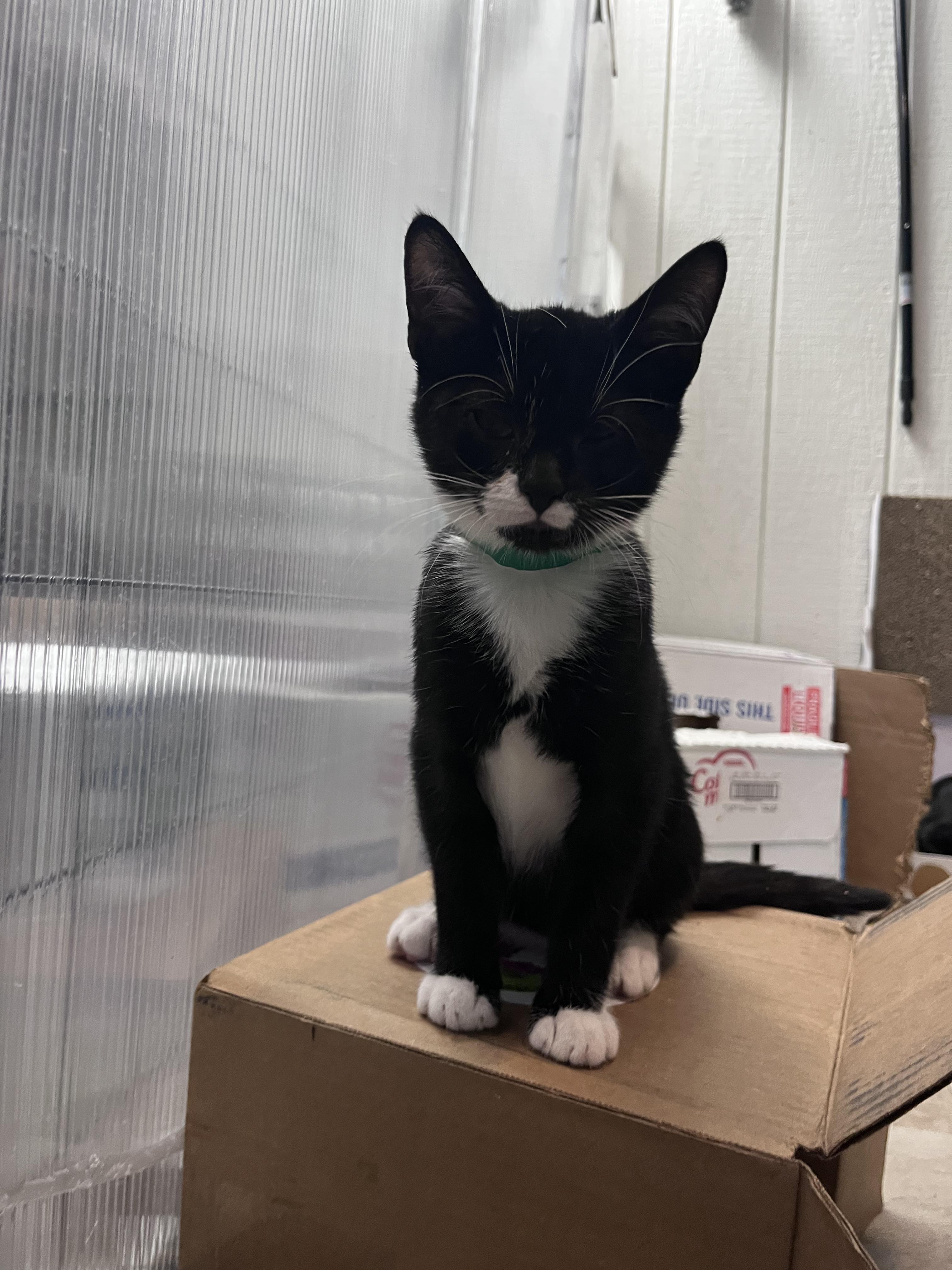 Enlarge Terry, a Adoptable Domestic Short Hair in Eugene, OR image 3/4