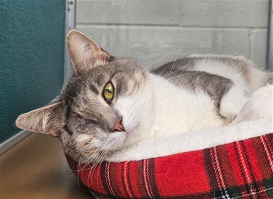 GREGOR, Adoptable, Adult Male Domestic Short Hair.