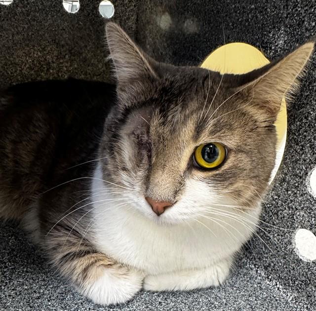 GREGOR, Adoptable, Adult Male Domestic Short Hair.